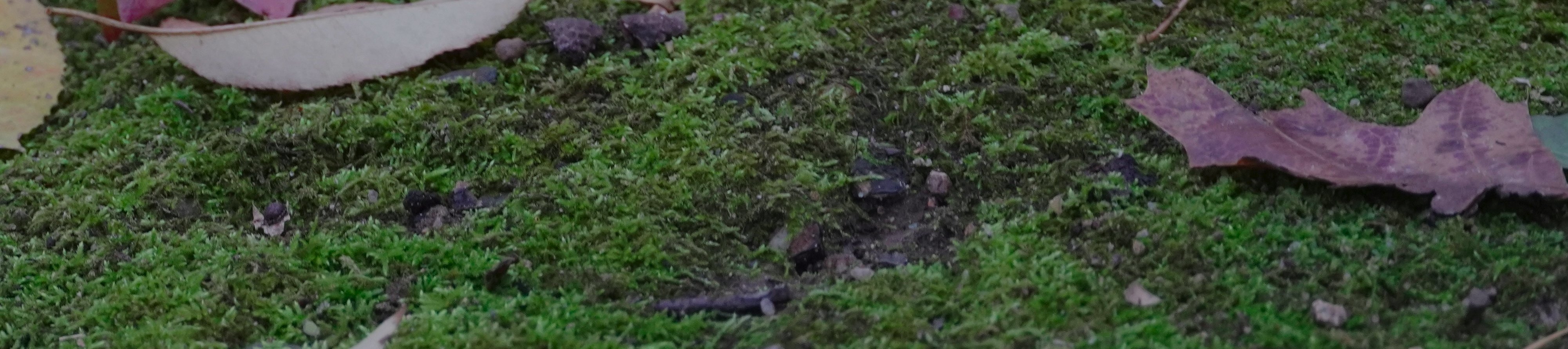 Fallen leaves on the ground symbolizing remembrance